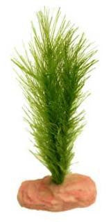 Blue Ribbon Plant - Soft Foxtail Mini Emrald Green