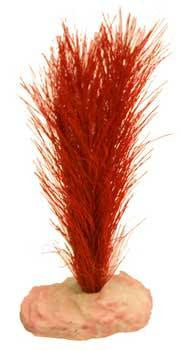 Blue Ribbon Plant - Soft Foxtail Mini Flame Red