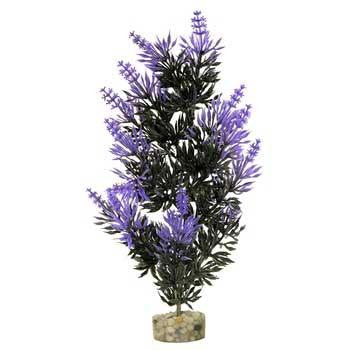 Blue Ribbon Gravel Base Plant - Large Bush Plant Black Purple