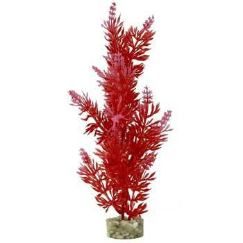 Blue Ribbon Gravel Base Plant - Large Bush Plant Red