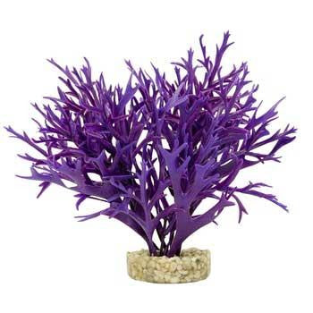 Blue Ribbon Gravel Base Plant - Large Water Fern Purple