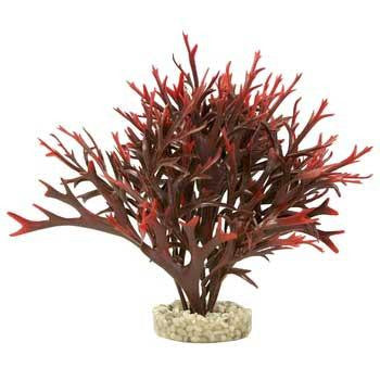 Blue Ribbon Gravel Base Plant - Large Water Fern Red