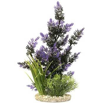 Blue Ribbon Gravel Base Plant - Pacifica Plant Black Purple