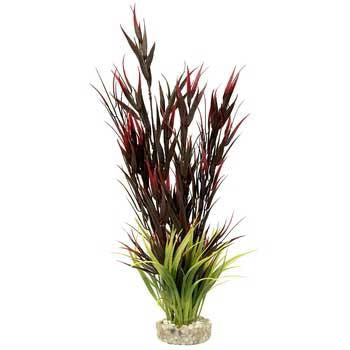 Blue Ribbon Gravel Base Plant - Wild Mountain Plant Red