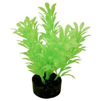 Blue Ribbon Colorburst Plant Exotic Mini Neon Green