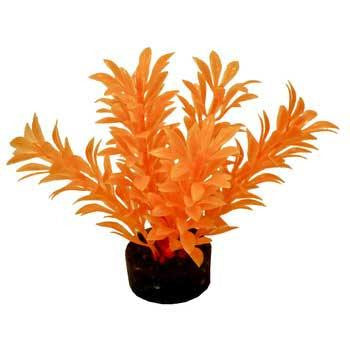 Blue Ribbon Colorburst Plant Exotic Mini Neon Orange