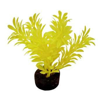 Blue Ribbon Colorburst Plant Exotic Mini Neon Yellow