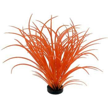 Blue Ribbon Colorburst Plant Ocean Grass Neon Orange