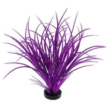 Blue Ribbon Colorburst Plant Ocean Grass Neon Purple