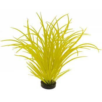 Blue Ribbon Colorburst Plant Ocean Grass Neon Yellow