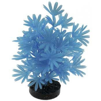 Blue Ribbon Colorburst Plant Palm Neon Blue