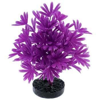 Blue Ribbon Colorburst Plant Palm Neon Purple