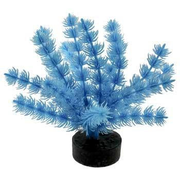 Blue Ribbon Colorburst Plant Foxtail Neon Blue