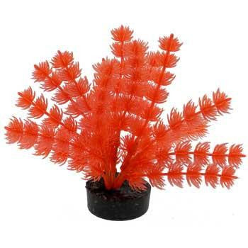 Blue Ribbon Colorburst Plant Foxtail Neon Orange