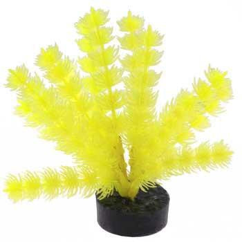 Blue Ribbon Colorburst Plant Foxtail Neon Yellow