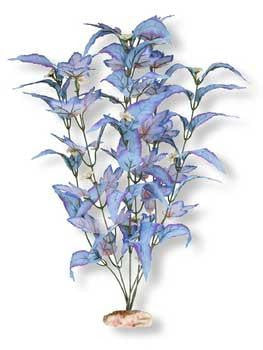 Blue Ribbon Plant - Flowering Broad Leaf Cluster Medium Blue