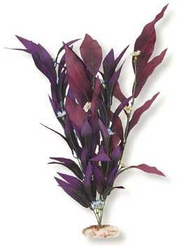 Blue Ribbon Plant - African Sword W-Flowers X-Large Plum