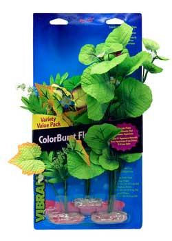 Blue Ribbon Plant - Multipack Broad Leaf Flowering Cluster