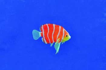 Eshopps Floating Peppermint Angelfish