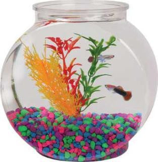 Koller Kraft Aqua Accents Flatsided Pet Bowl 1-2Gal