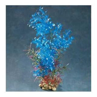 Zan Blue Hygrophilia Plant 8