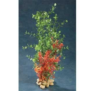 Zan Green Bacopa Plant 15