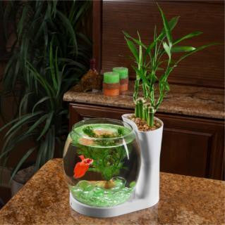 Elive White Betta Bowl & Planter