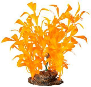 Elive Glow Elements Neon Tangerine Ludwigia - Medium - 5-6