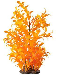 Elive Glow Elements Neon Tangerine Ludwigia - Large - 9-10