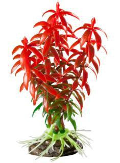 Elive Natural Elements Red Rotala - Small - 4 in.