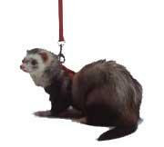 Ferret Harness-Lead Set Red X