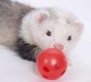 Marshall Pet Ferret Ball W-Bell 2 Pk