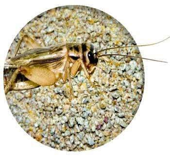 Nature Zone Cricket Total Bites 1 Gallon